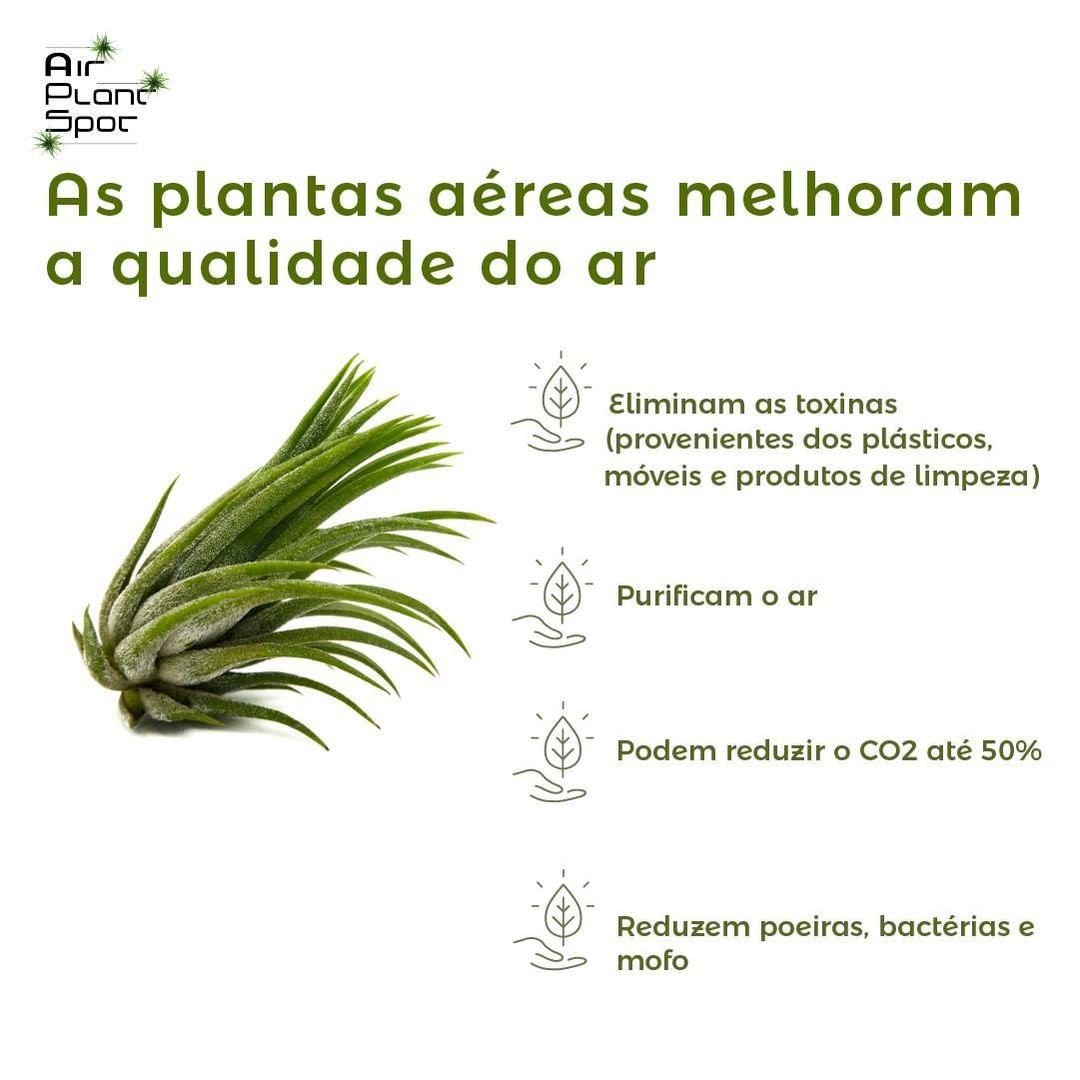 airplantspot-1.jpg