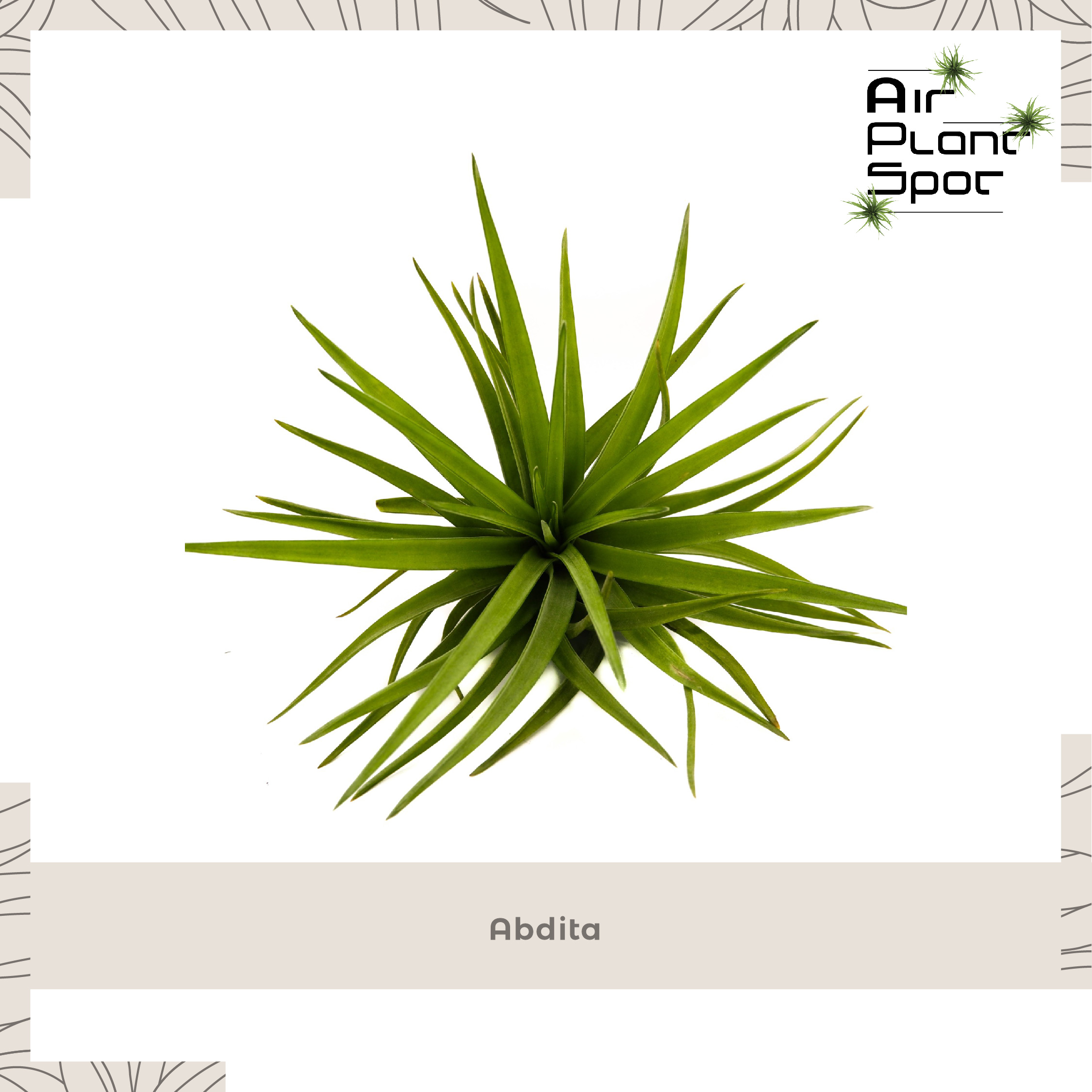 airplantspot-6.jpg